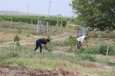 Samuxda növbəti dəfə "Yaşıl dünya naminə həmrəylik ili" çərçivəsində yenidən təmizlik aksiyası keçirilib