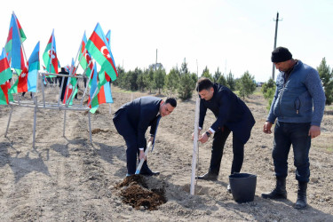 Samux rayonunda “Şəhərsalma və Memarlıq İli” çərçivəsində Yel çərşənbəsi münasibətilə növbəti ağacəkmə aksiyası təşkil olunub.