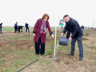 “Şəhərsalma və Memarlıq İli” çərçivəsində "Su çərşənbəsi" münasibəti ilə Samux rayonunda ağacəkmə aksiyası keçirilib.