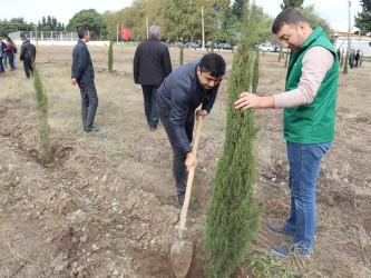 Samuxda 2024-cü ilin “Yaşıl dünya naminə həmrəylik ili” çərçivəsində ağacəkmə aksiyaları davam etdirilir