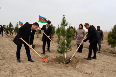 "Konstitusiya və Suverenlik ili" çərçivəsində Samuxda növbəti ağacəkmə aksiyası keçirilib.