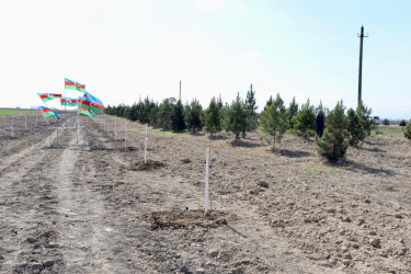 Samux rayonunda “Şəhərsalma və Memarlıq İli” çərçivəsində Yel çərşənbəsi münasibətilə növbəti ağacəkmə aksiyası təşkil olunub.