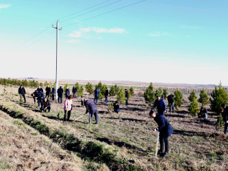 Samux rayonunda “Şəhərsalma və Memarlıq İli” çərçivəsində ağacəkmə aksiyası keçirilib.