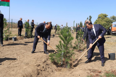 Samuxda “27 sentyabr - Anım Günü” ilə bağlı ağacəkmə aksiyası keçirilib.