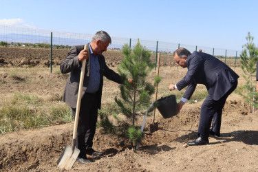 Samuxda “27 sentyabr - Anım Günü” ilə bağlı ağacəkmə aksiyası keçirilib.