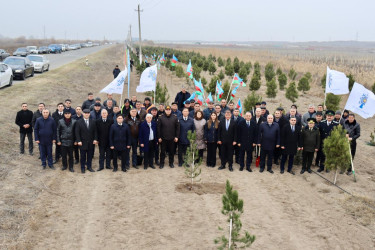 "Konstitusiya və Suverenlik ili" çərçivəsində Samuxda növbəti ağacəkmə aksiyası keçirilib.