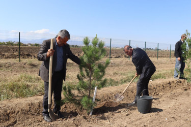 Samuxda “27 sentyabr - Anım Günü” ilə bağlı ağacəkmə aksiyası keçirilib.