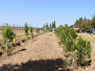 Samuxda “27 sentyabr - Anım Günü” ilə bağlı ağacəkmə aksiyası keçirilib.