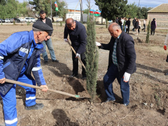 Samuxda 2024-cü ilin “Yaşıl dünya naminə həmrəylik ili” çərçivəsində ağacəkmə aksiyaları davam etdirilir