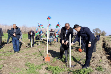 Samux rayonunda “Şəhərsalma və Memarlıq İli” çərçivəsində Torpaq çərşənbəsi münasibətilə növbəti ağacəkmə aksiyası keçirilib.