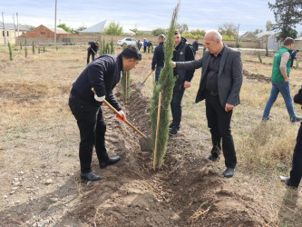 Samuxda 2024-cü ilin “Yaşıl dünya naminə həmrəylik ili” çərçivəsində ağacəkmə aksiyaları davam etdirilir