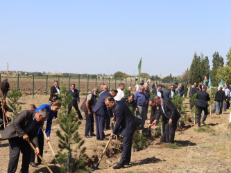Samuxda “27 sentyabr - Anım Günü” ilə bağlı ağacəkmə aksiyası keçirilib.
