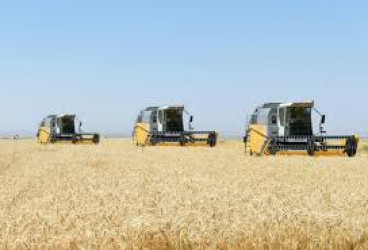 Samuxda taxıl biçininə başlanılmışdır