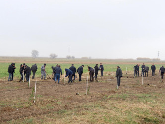 “Şəhərsalma və Memarlıq İli” çərçivəsində "Su çərşənbəsi" münasibəti ilə Samux rayonunda ağacəkmə aksiyası keçirilib.