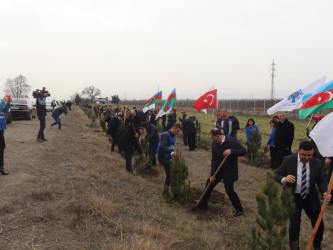 Samux rayonunda Ümummilli Lider Heydər Əliyevin 100 illik yubileyi ilə əlaqədar ağacəkmə aksiyası keçirilib.