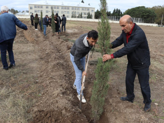 Samuxda 2024-cü ilin “Yaşıl dünya naminə həmrəylik ili” çərçivəsində ağacəkmə aksiyaları davam etdirilir