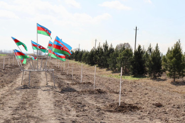 Samux rayonunda “Şəhərsalma və Memarlıq İli” çərçivəsində Yel çərşənbəsi münasibətilə növbəti ağacəkmə aksiyası təşkil olunub.