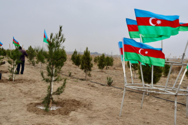 "Konstitusiya və Suverenlik ili" çərçivəsində Samuxda növbəti ağacəkmə aksiyası keçirilib.