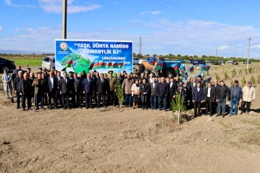 Samuxda “Yaşıl dünya naminə həmrəylik ili” çərçivəsində ağacəkmə aksiyası davam etdirirlir.