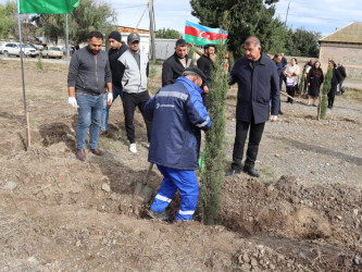 Samuxda 2024-cü ilin “Yaşıl dünya naminə həmrəylik ili” çərçivəsində ağacəkmə aksiyaları davam etdirilir